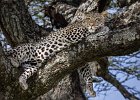 Leopard (Panthera Pardus) by Richard Hall LRPS CPAGB